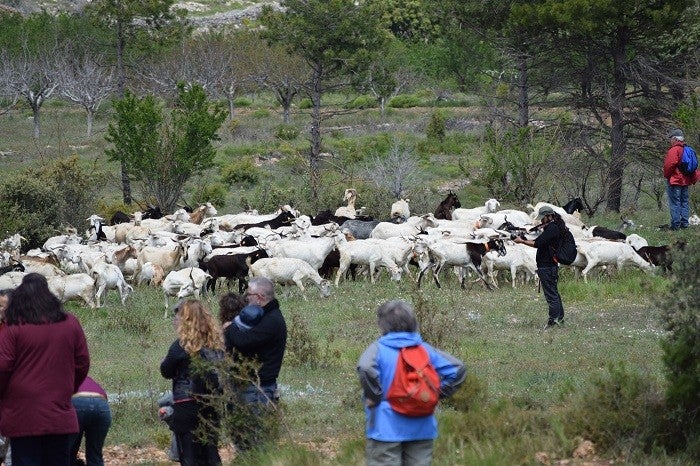 El documental 'A paso lento' pretén fer visible la tasca diària de José Miguel Garrido, Arsenio Navarro i José Manuel Jorge, tres ramaders de les Alcubles que manegen vora 1.500 animals, entre cabres i ovelles de races autòctones. / LA COSECHA, GOTEO.ORG