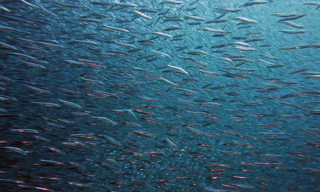 Sense oxigen, s'altera l'equilibri de la vida marítima i s'afavoreixen les espècies més tolerants a la seua absència, com els microbis, les meduses i alguns tipus de calamar, mentre que creix exponencialment el risc per a la majoria dels peixos i, especialment, per a tonyines, taurons o peixos espasa. / PIXABAY