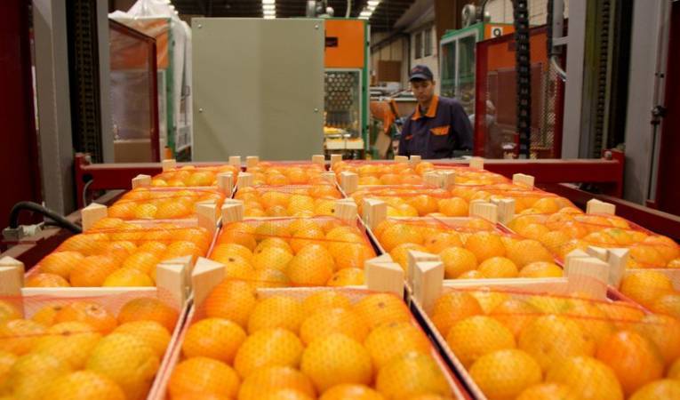 Les autoritats fitosanitàries europees van realitzar al gener del 2017 unes recomanacions de millora del sistema de control. / LA UNIÓ DE LLAURADORS