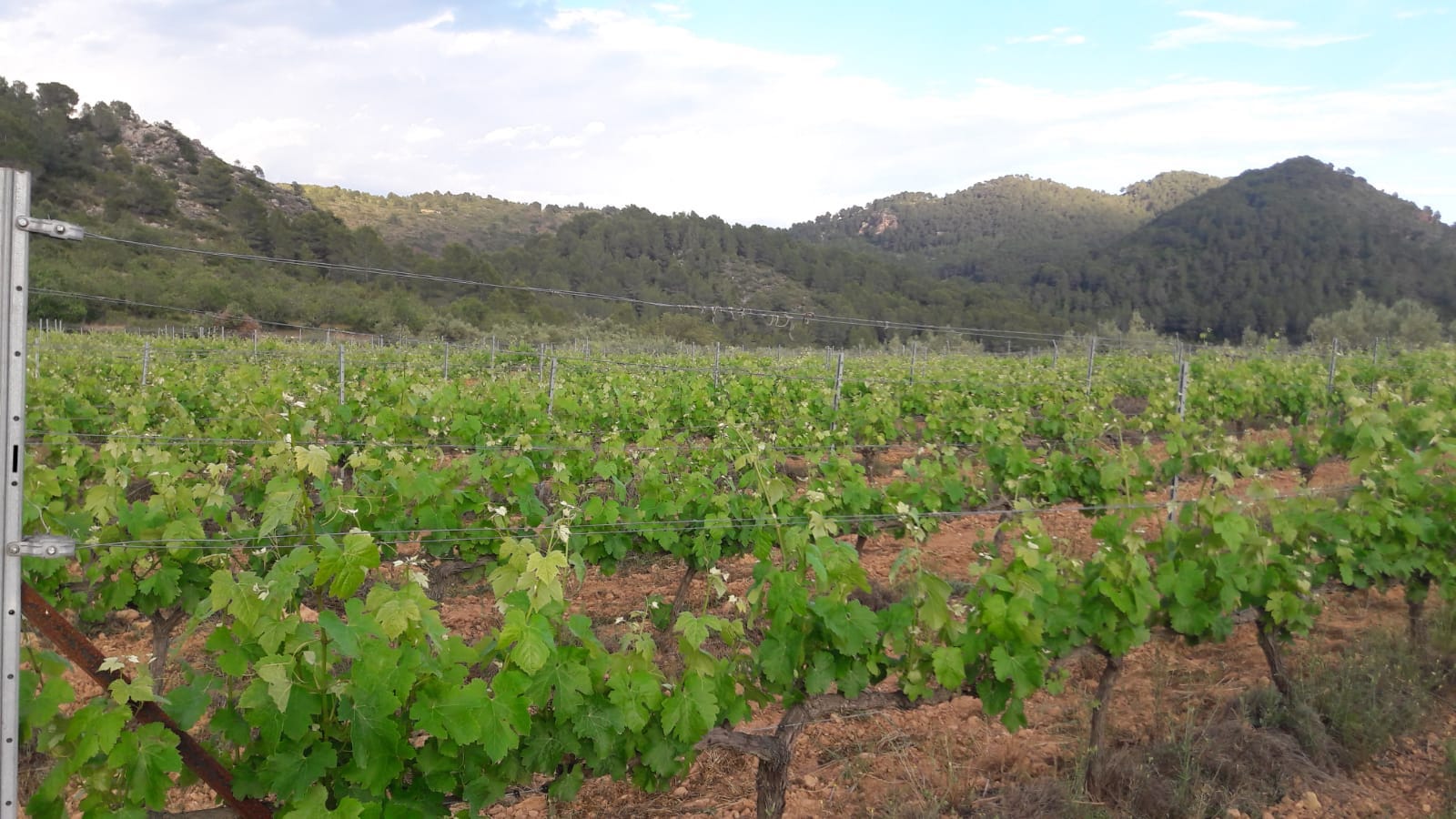 Bodega Alcoví. Mayte Montaña