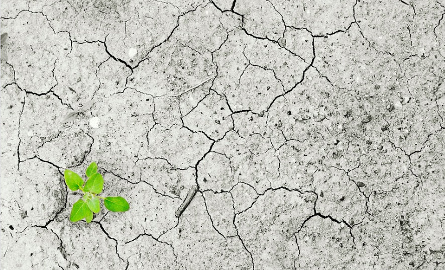 La Ribera també es suma a l'acció global pel clima