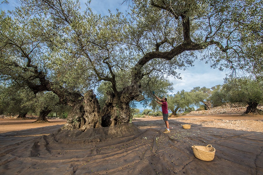 Oliveres mil·lenàries