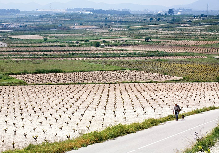 Raïm de taula a Sant Pere d’Albaida