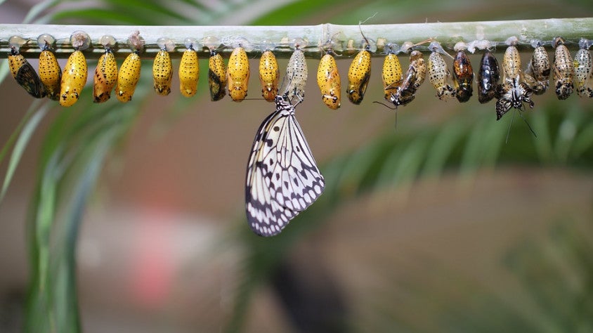 De la seqüència a la conseqüència