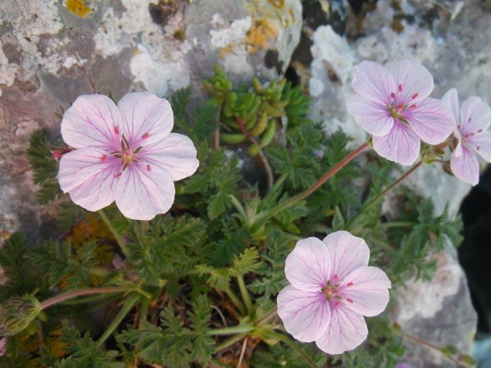 Continuen els treballs per a millorar la biodiversitat vegetal de l’Ombria de Benirrama