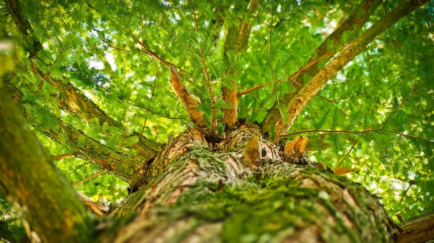 La conquesta vegetal