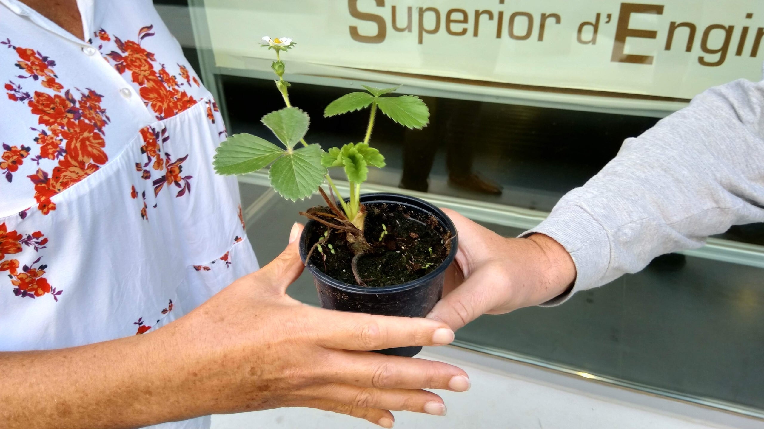València participarà en un estudi per a mesurar la qualitat de l’aire amb plantes de maduixes