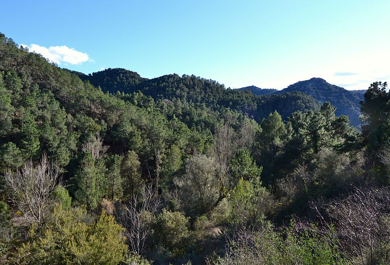 Bosc de la serra d'Espadà