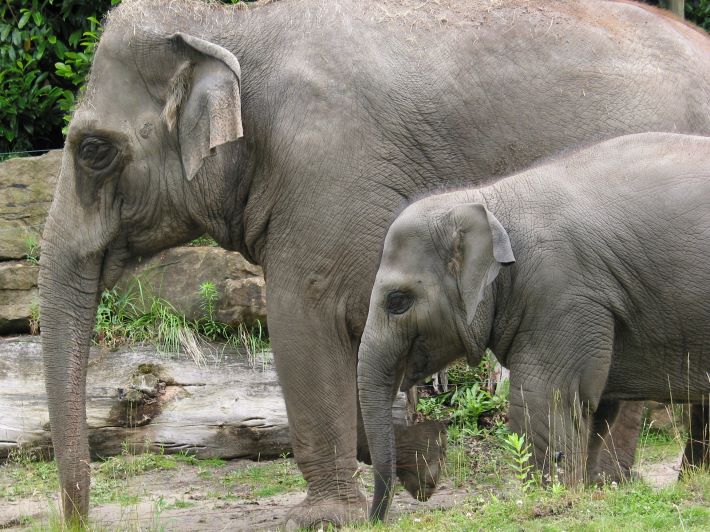 Els elefants mariners