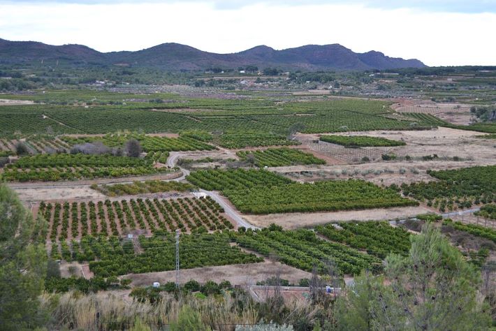 Camps de tarongers a Torres Torres