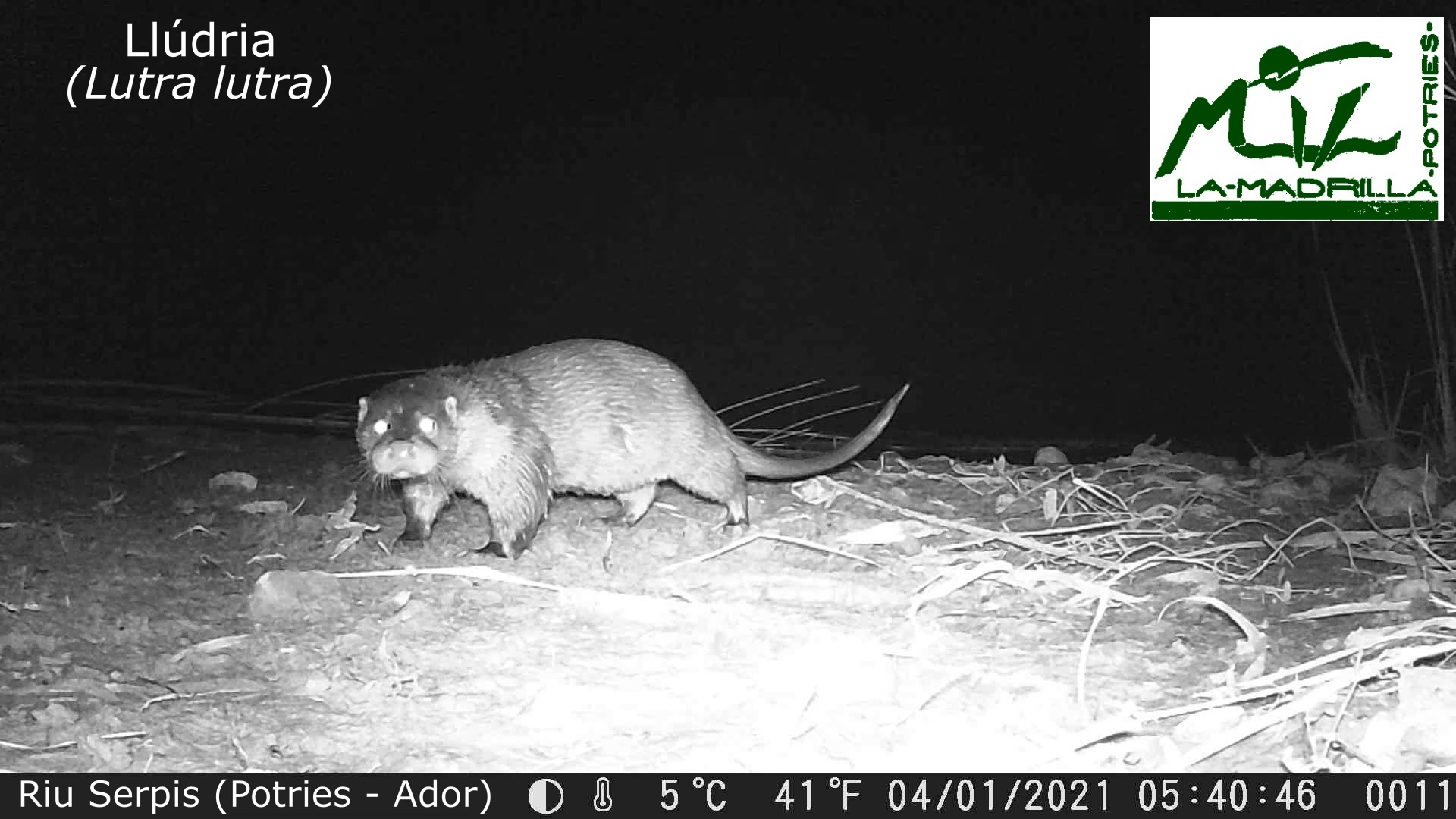 La Madrilla grava una llúdria al Serpis al seu pas entre Potries i Ador