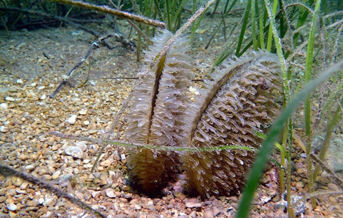 Dos exemplars de nacra a la badia dels Alfacs, a la Ràpita | Ajutament de Sant Carles de la Ràpita | ACN