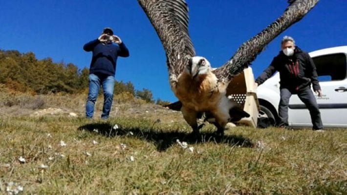 Primer pla del trencalòs 'Setcases' en el moment en què es va alliberar al Mas del Peraire (Castelló), molt prop del Parc Natural dels Ports. Imatge del 16 de març del 2021