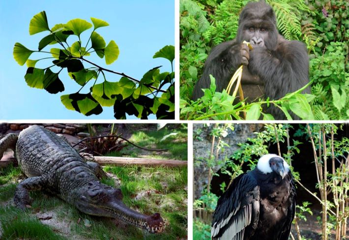 L'extinció de les espècies més grans amenaça l'equilibri en els processos ecològics a escala global - UV