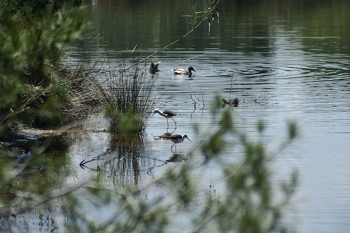 Els ecologistes alerten de la desaparició de fauna autòctona