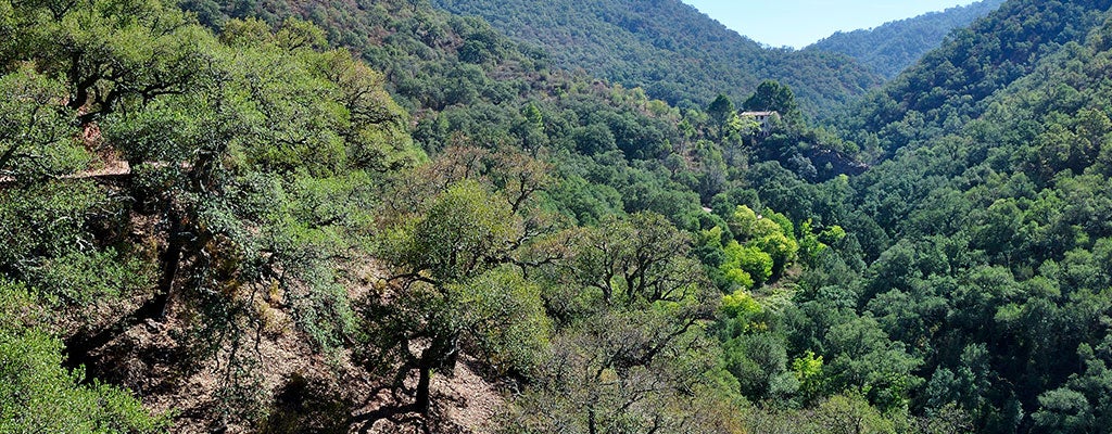 Un projecte per generar biomassa a la serra d'Espadà