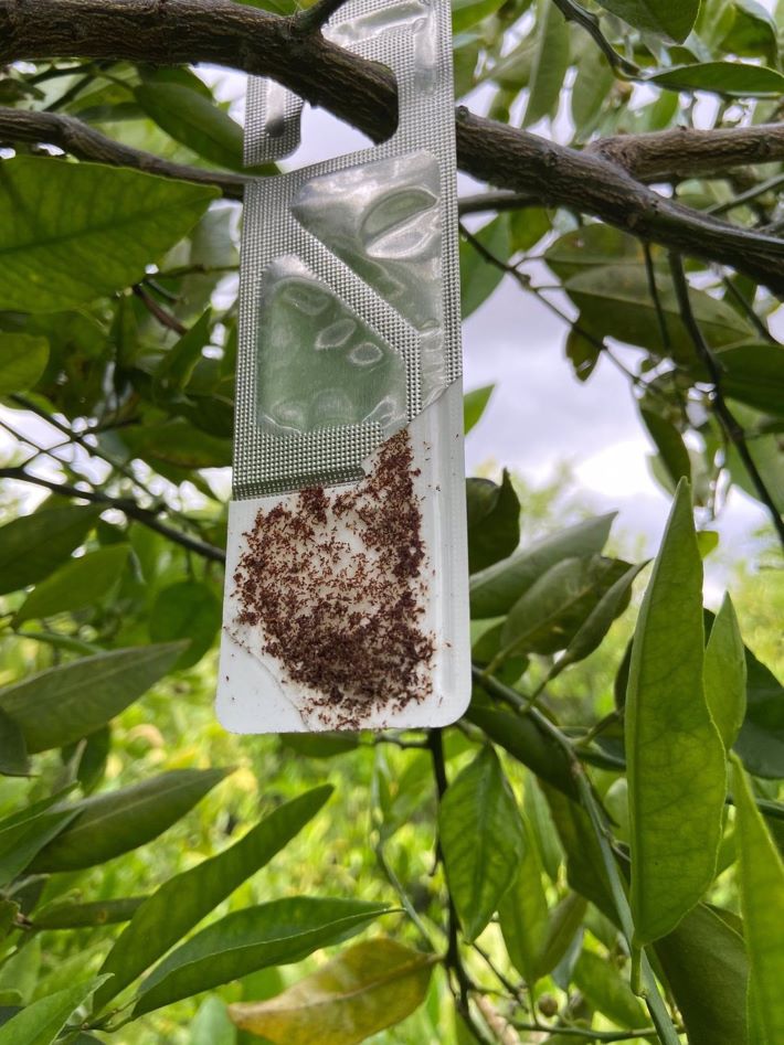 Parany amb feromones contra el 'cotonet'