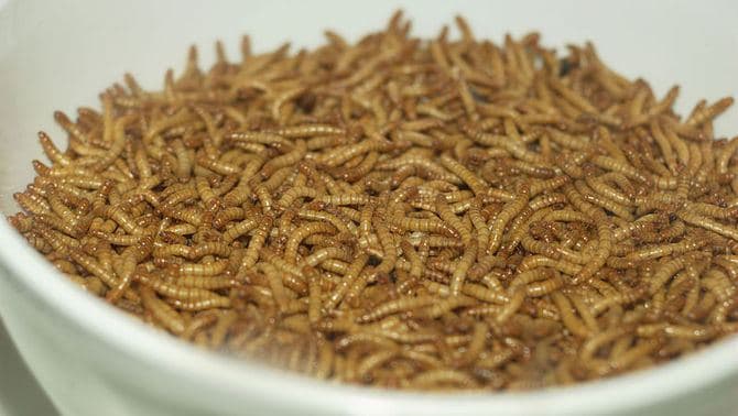 El cuc de la farina, primer insecte comestible aprovat per la Unió Europea