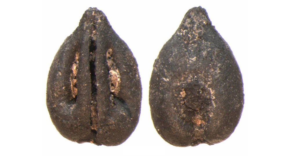 Raïm trobat a Gandia