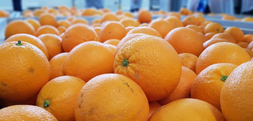 LA UNIÓ demana a les autoritats comunitàries que realitzen auditories i plans d'especial vigilància a Turquia i Egipte que continuen batent rècords de rebutjos de fruites i hortalisses amb residus de plaguicides