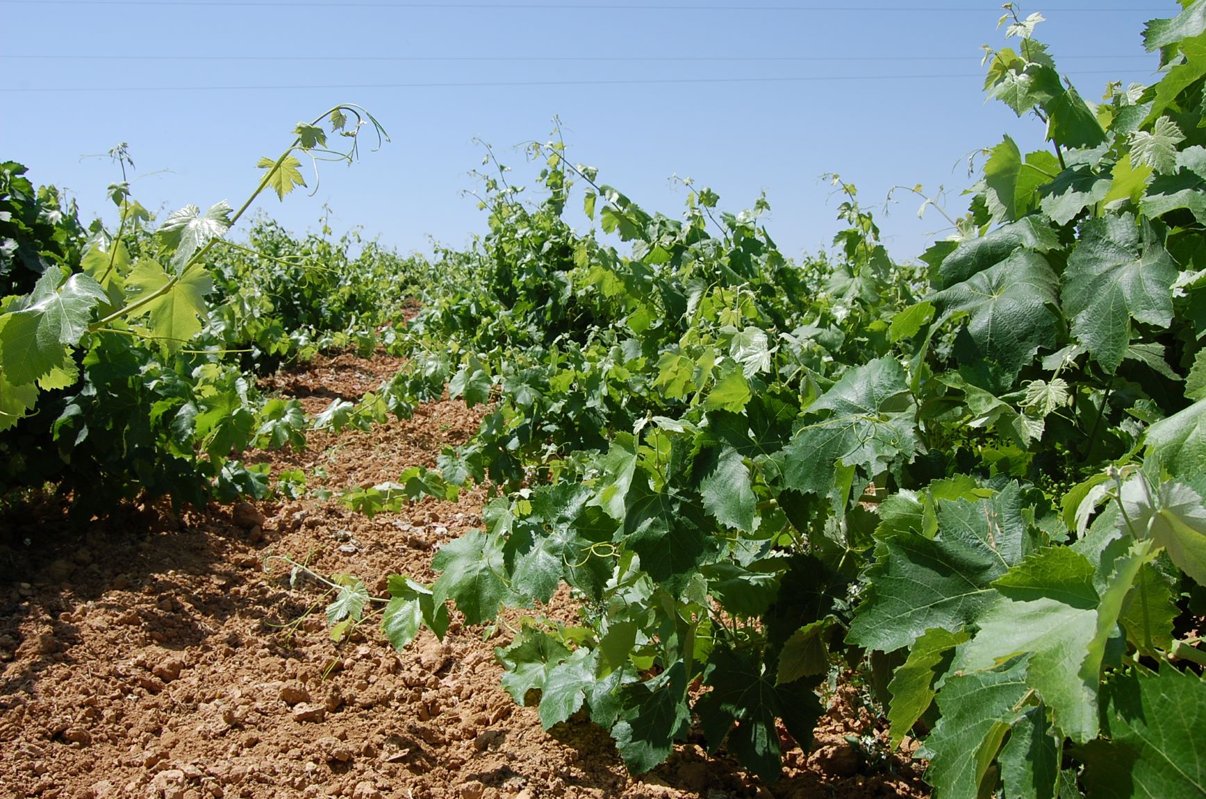 La Unió adverteix que la futura PAC podria fer perdre 138 MEUR al camp valencià