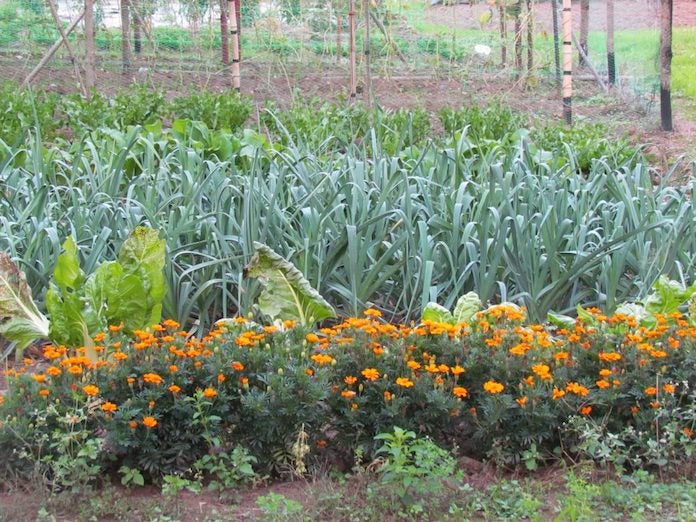 «Transiciones»: per què passar a ecològic i vendre en el mercat local