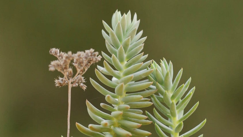Un llibre dedicat als usos tradicionals de les plantes alerta sobre el despoblament i el canvi climàtic a les comarques rurals