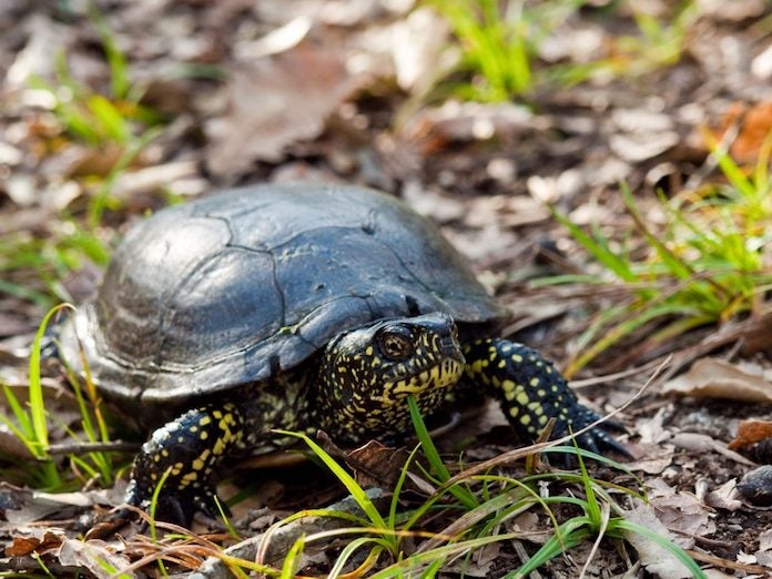 Tortuga d'estany | tortugadestany.org