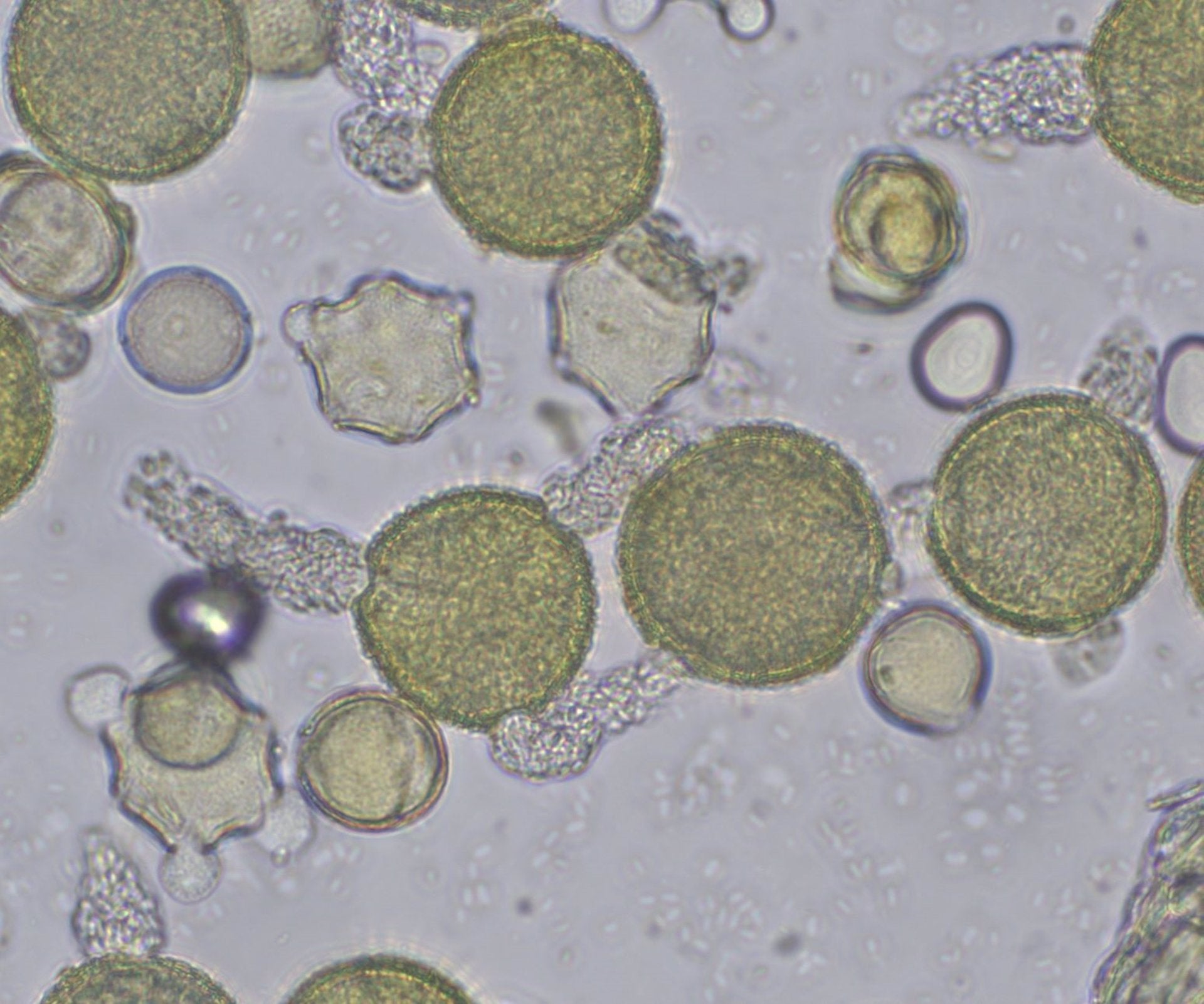 Investigadors de la UPV treballen en un sistema d'intel·ligència artificial per a classificar pòl·lens