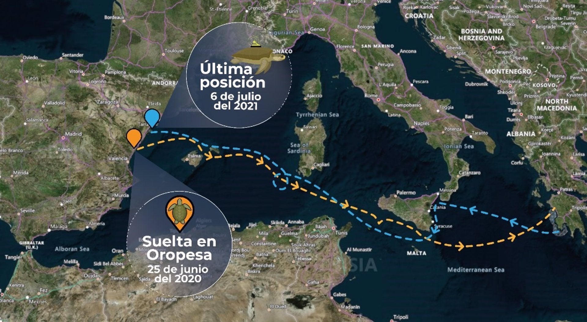 Registren el primer viatge d'anada i tornada d'una tortuga per la Mediterrània