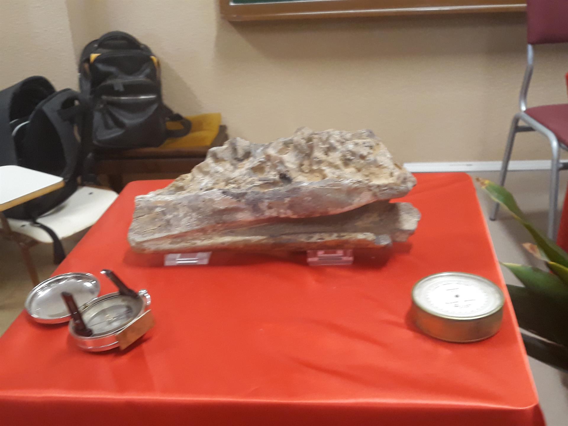 Imatge del dentari de dinosaure trobat en Portell