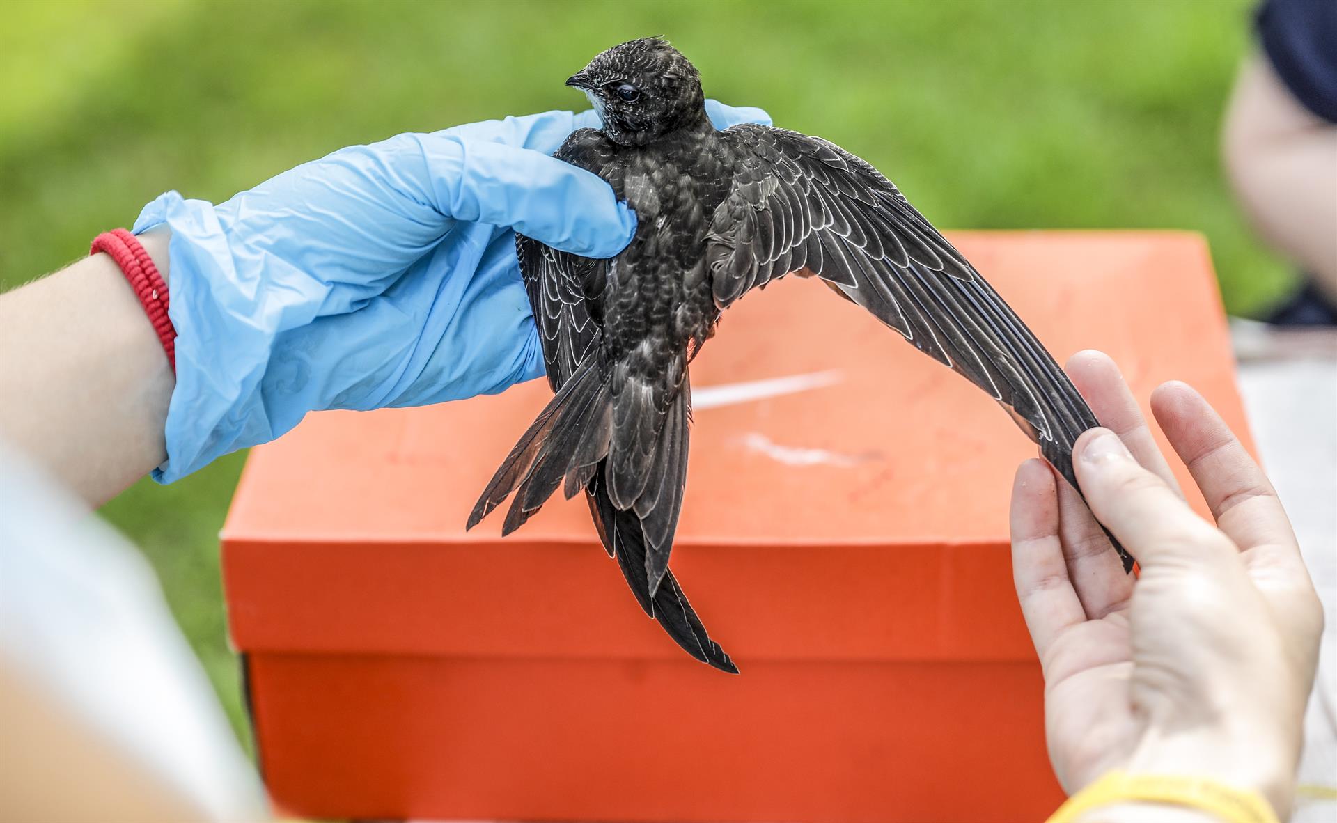 Solta d'ocells orfes en el Centre de Recuperació del Saler, a València