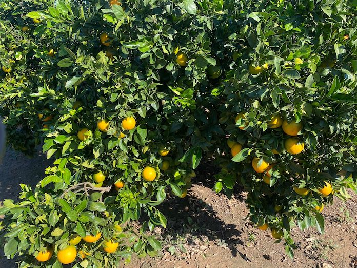 La Unió exigeix per a les importacions els mateixos requisits ambientals, de seguretat i ètics que per als productes europeus