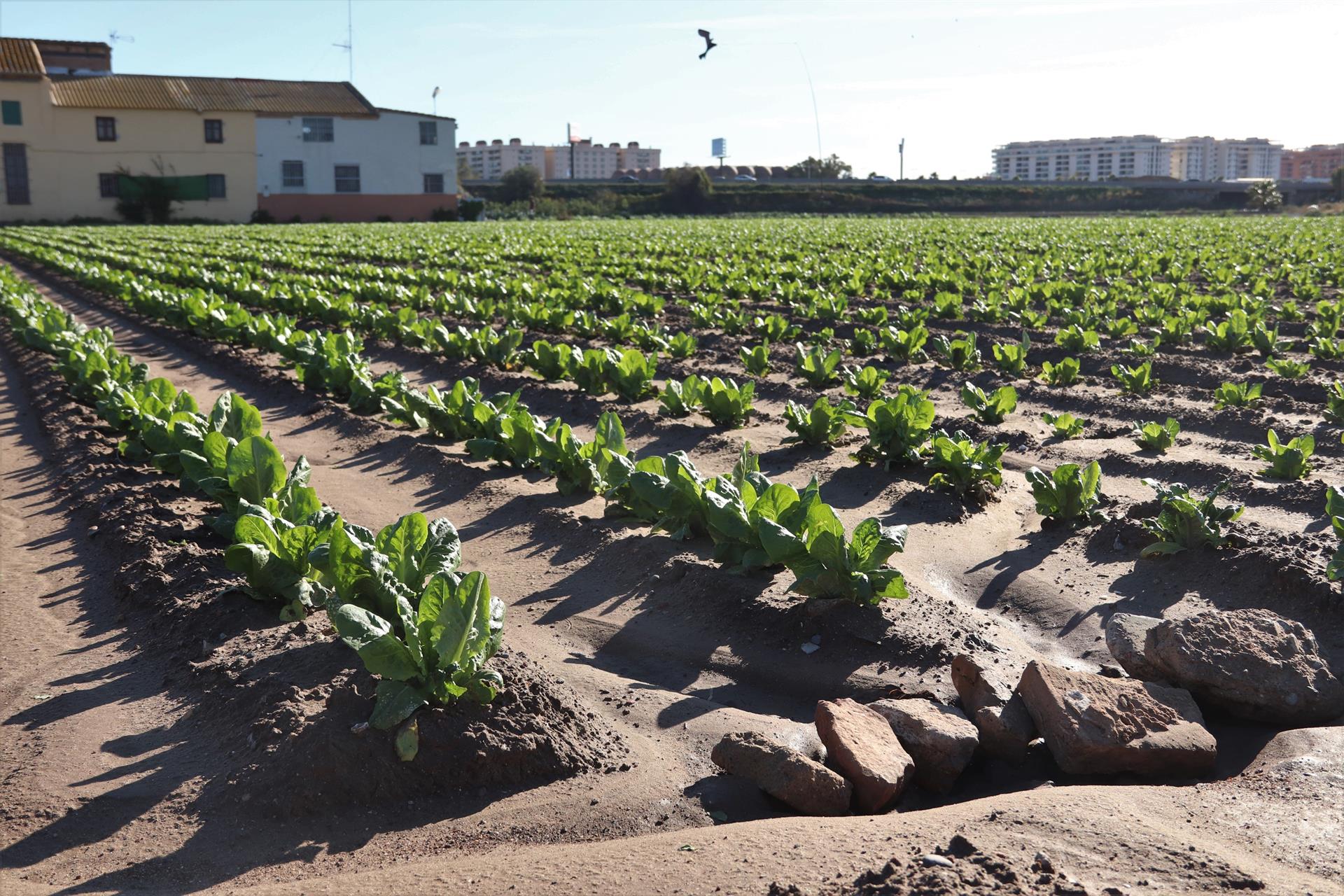 L'Horta de València - CSIC/UPV