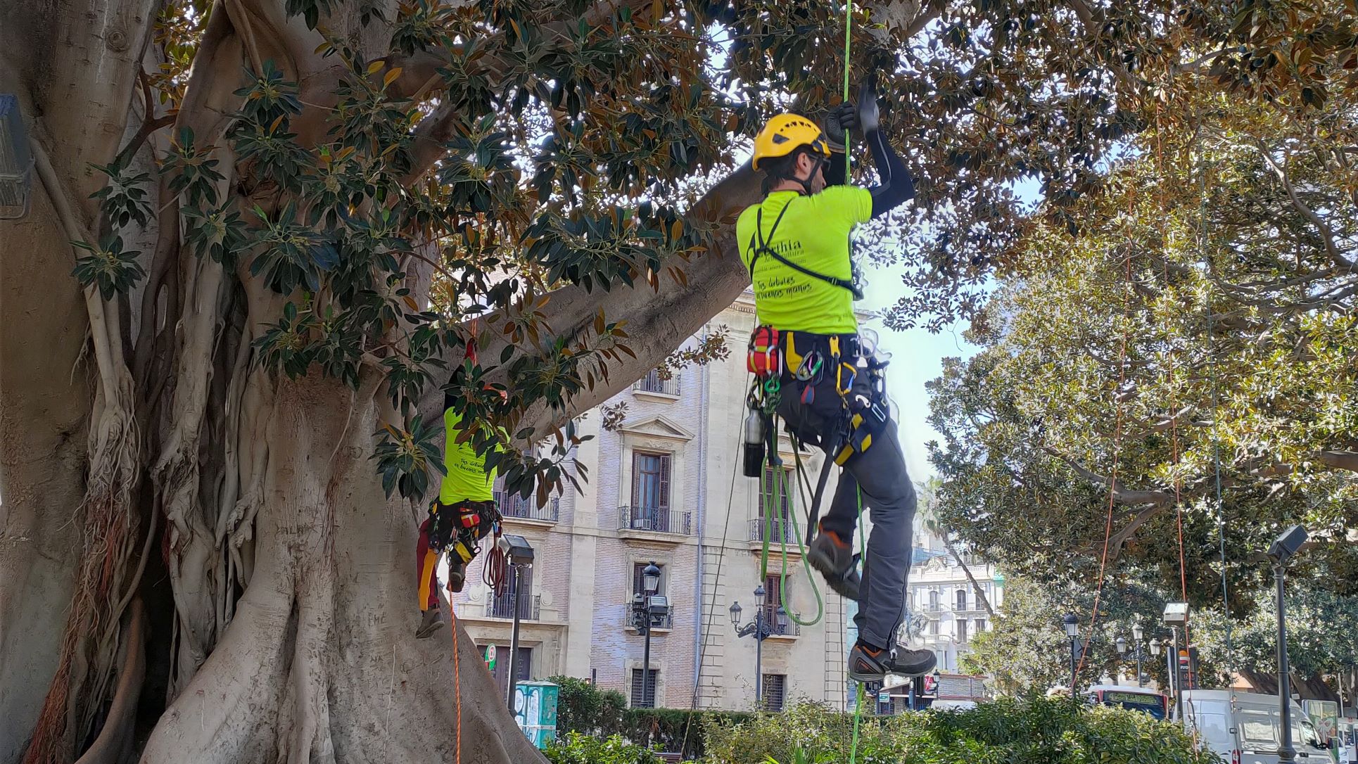 València empra una tècnica pionera per a protegir els ficus monumentals