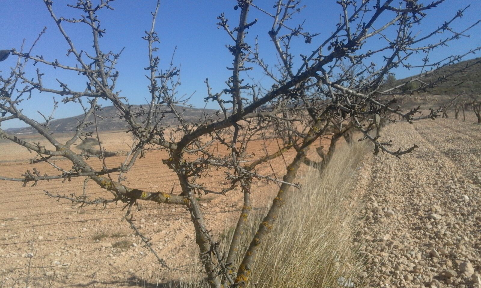  La Unió critica que el Pla Estratègic de la PAC deixa sense ajudes la meitat de la fruita seca valenciana
