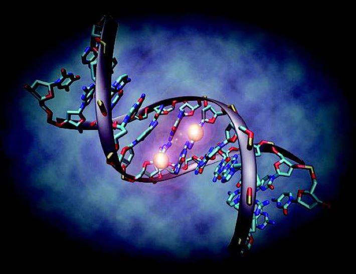 Un gen que ajuda a sobreviure en situacions d'escassetat va ser un motor de l'evolució humana