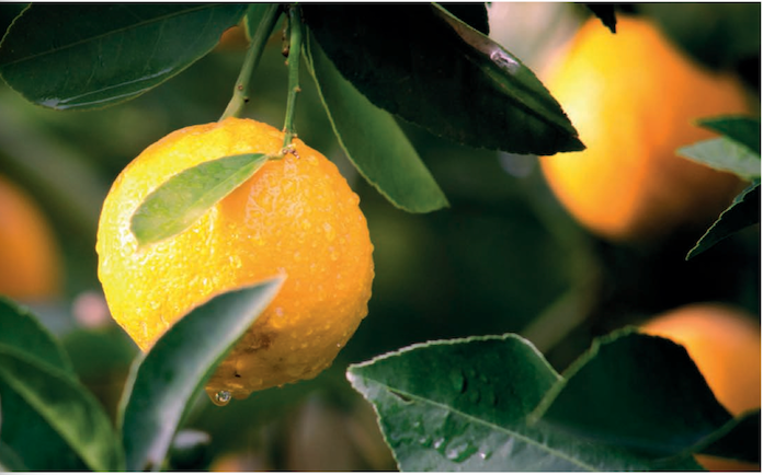 Publiquen una «guia fàcil» sobre els contractes agraris al País Valencià