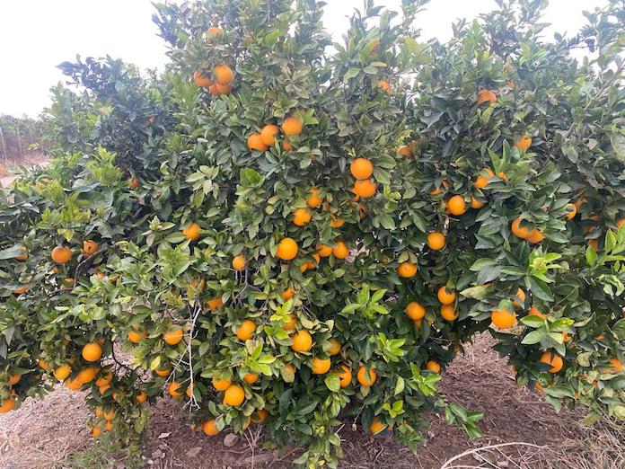 La Unió proposa mesures per pal·liar la campanya ruïnosa de navelina 