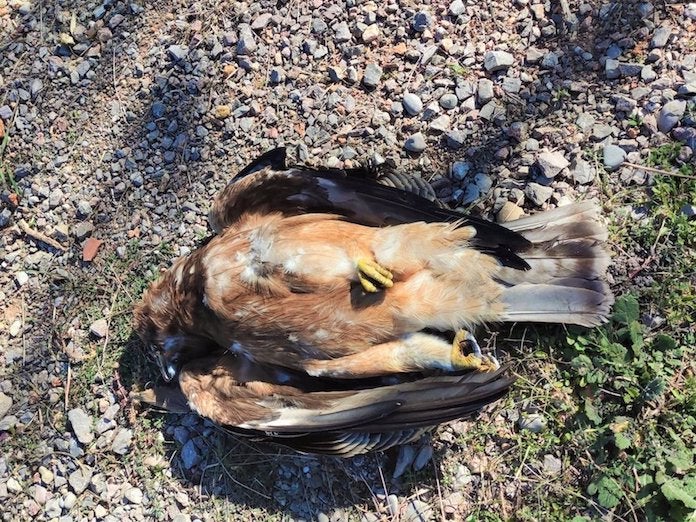 Exemplar electrocutat | GER-EA