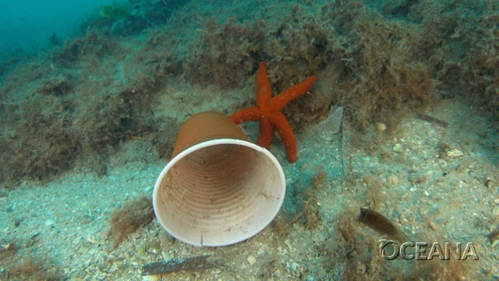 Científics d'Oceana troben plàstics en els ecosistemes marins de Mallorca i València en temporada baixa