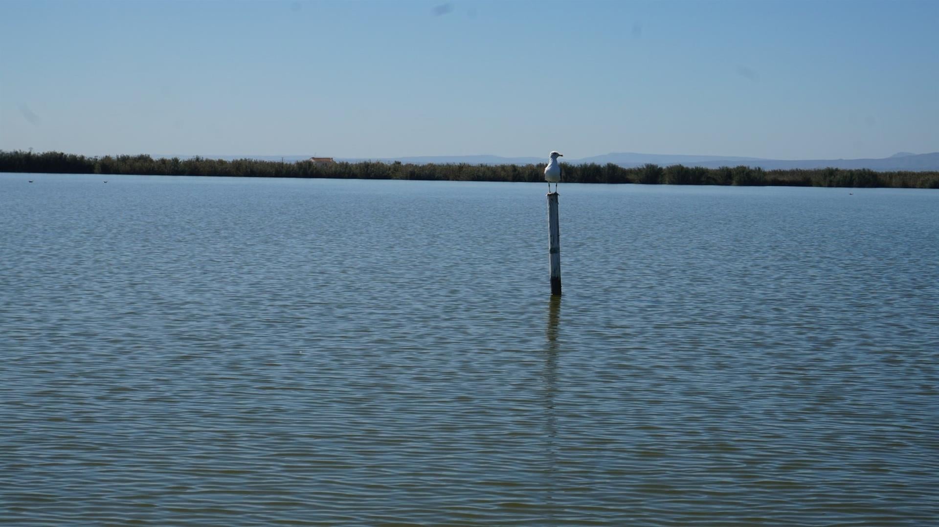 L'Albufera
