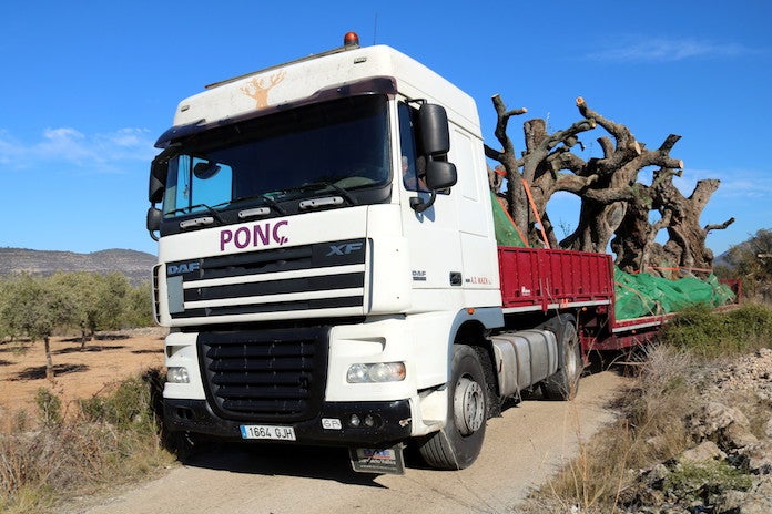 La Taula del Sénia constata que la llei catalana ha frenat l'arrancada de les oliveres mil·lenàries