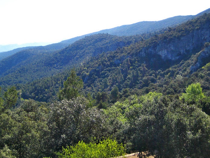 El Carrascar de la Font Roja, a l’Alcoià