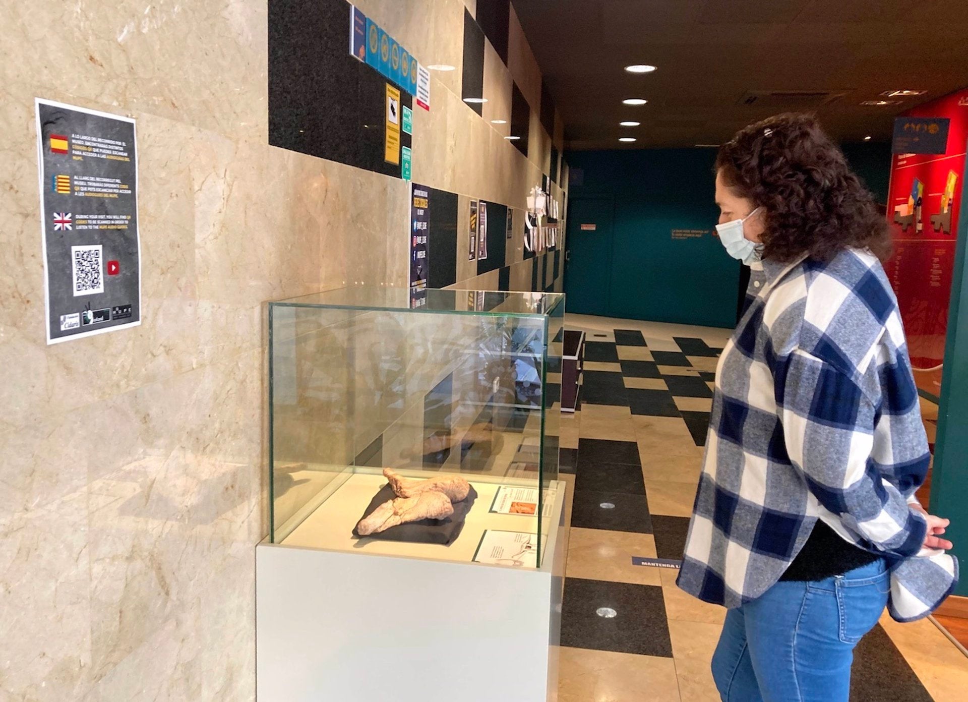 El Museu Paleontològic d'Elx exposa les clavícules d'un Spinophorosaurus Nigerensis