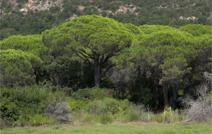 Les experiències del laboratori de gestió forestal europeu s'aplicaran al País Valencià