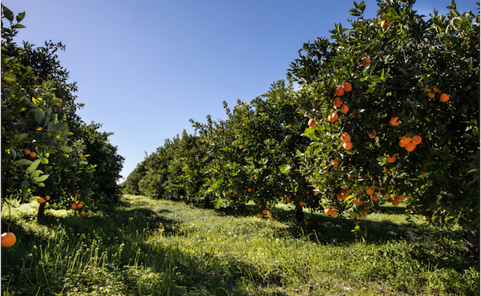 La Unió demana un fons d'«almenys 1.000 MEUR» per donar suport als agricultors i ramaders