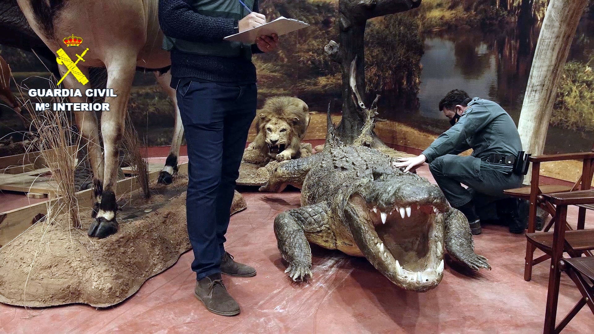 Decomissen a Bétera més d’un miler d’animals dissecats valorats en 29 milions d’euros