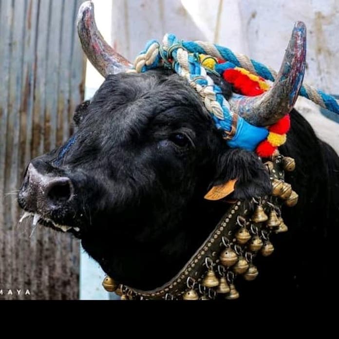 Rebutgen la celebració del bou amb corda de diumenge passat a Alfafar