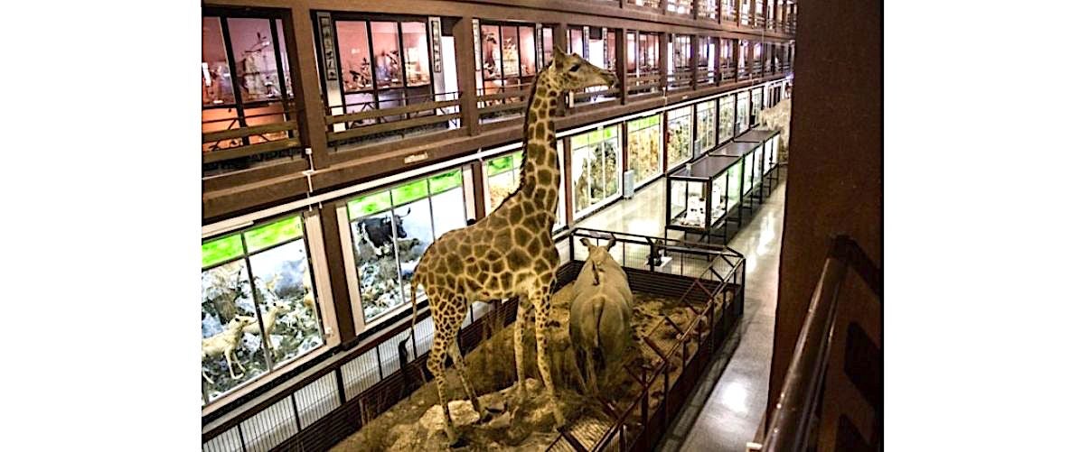 El Museu de Ciències Naturals El Carme d’ Onda 